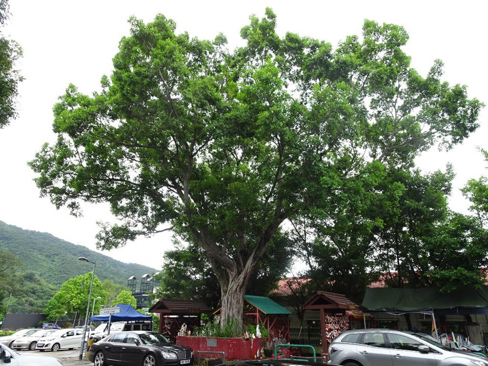 林村许愿树