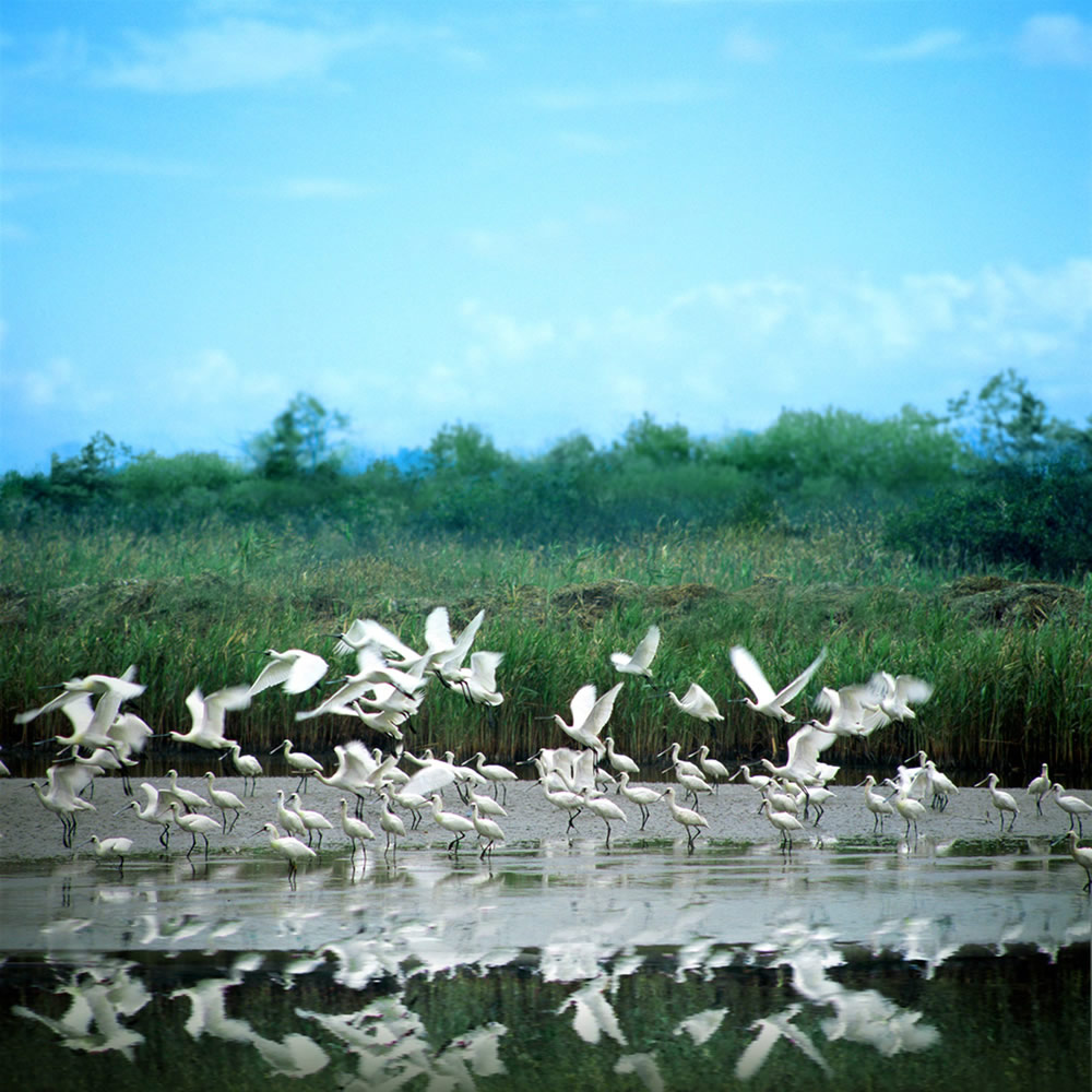 The Mai Po Nature Reserve