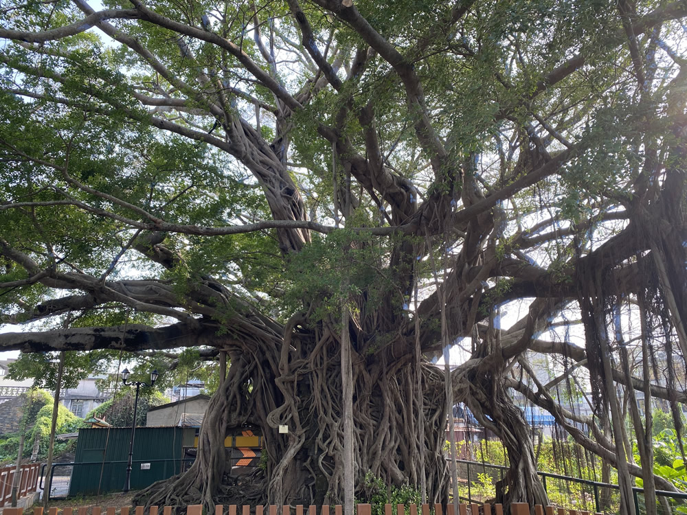 Kam Tin Tree House