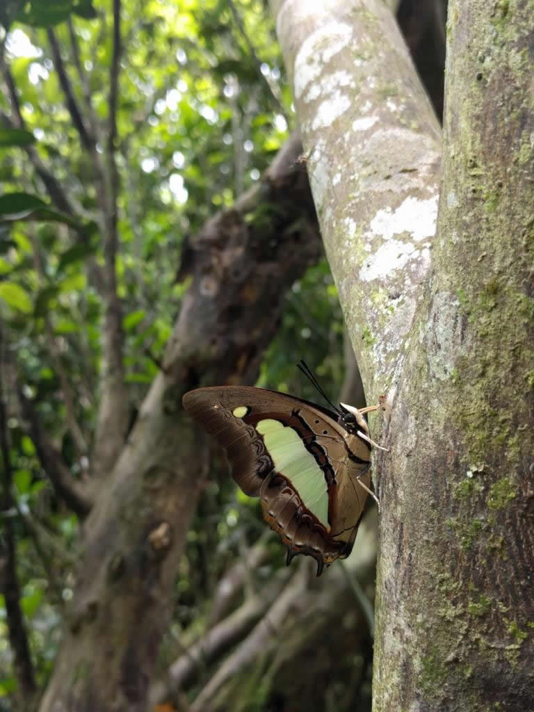 Fung Yuen Butterfly Reserve photo4