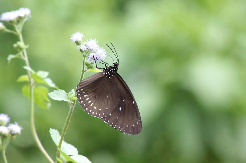Fung Yuen Butterfly Reserve photo5