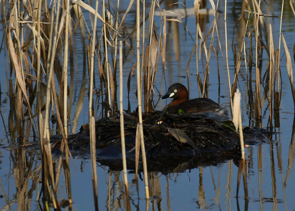 The Mai Po Nature Reserve photo10