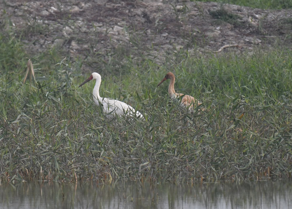 The Mai Po Nature Reserve photo12