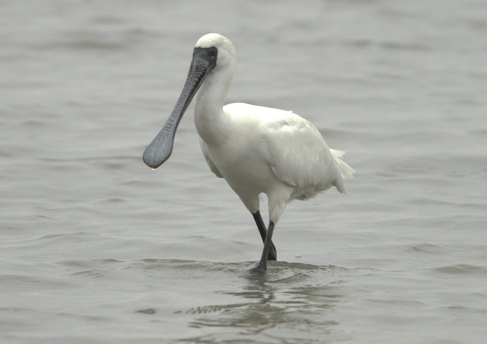 The Mai Po Nature Reserve photo6