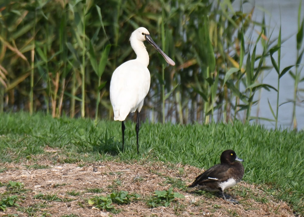 The Mai Po Nature Reserve photo7