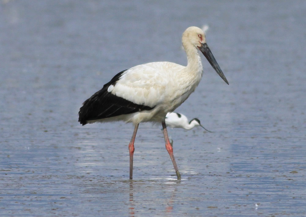 The Mai Po Nature Reserve photo8