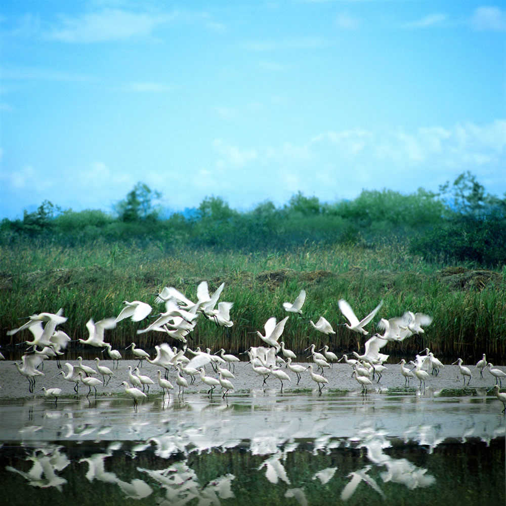 米埔自然保护区图片1