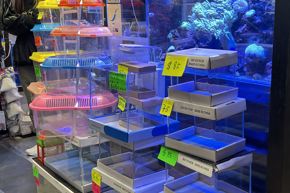 香港自遊樂在18區 通菜街 金魚街